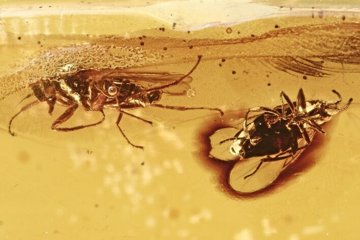 Detailed Fossil Dance Fly and Dung Midge In Baltic Amber #275504